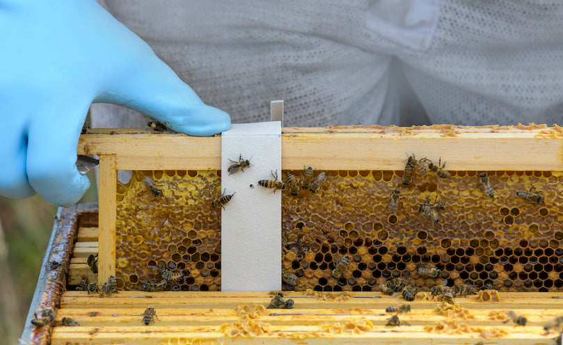 Apivar 2.0 | 60 Pack