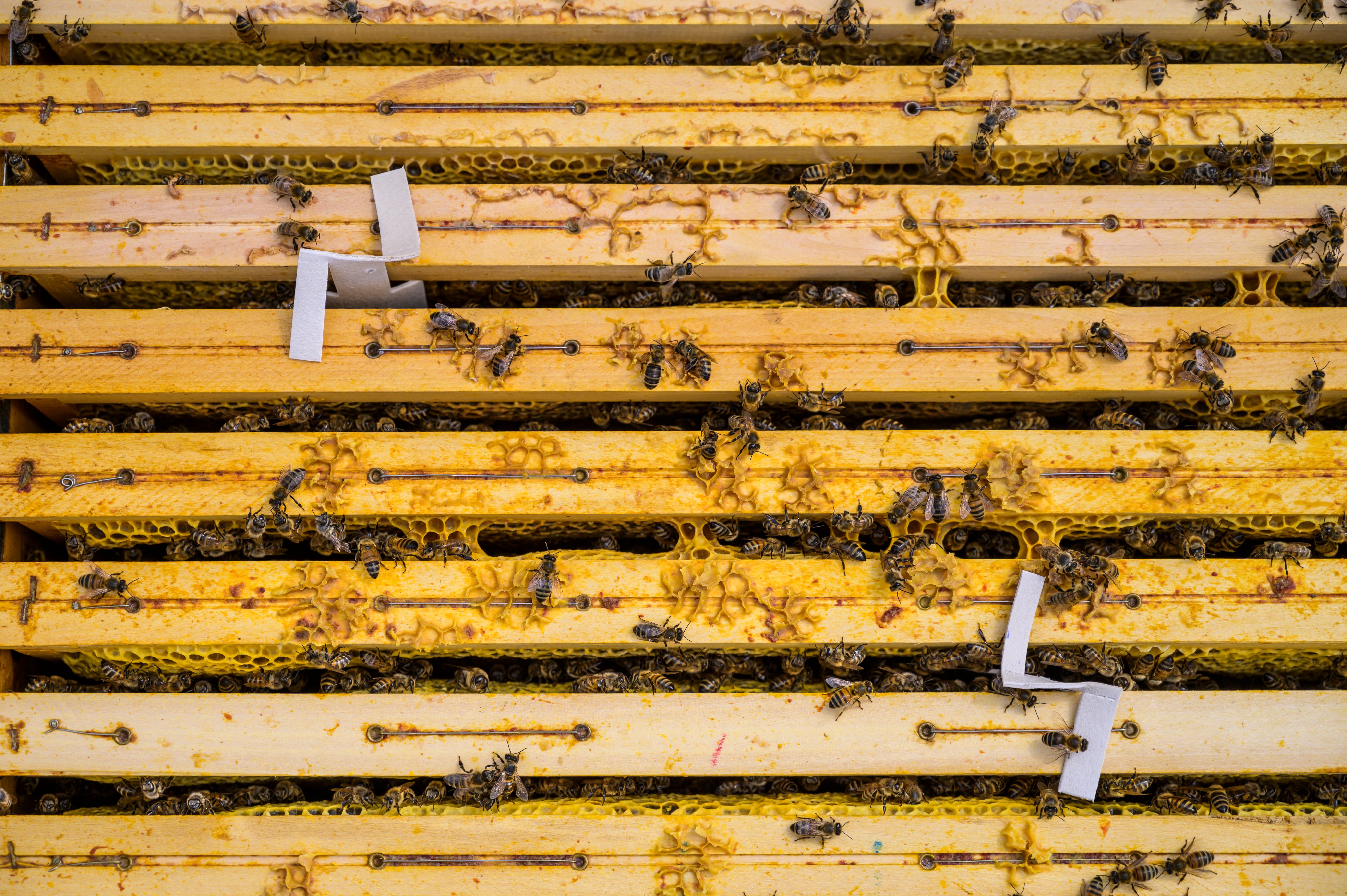 Apivar 2.0 | 60 Pack