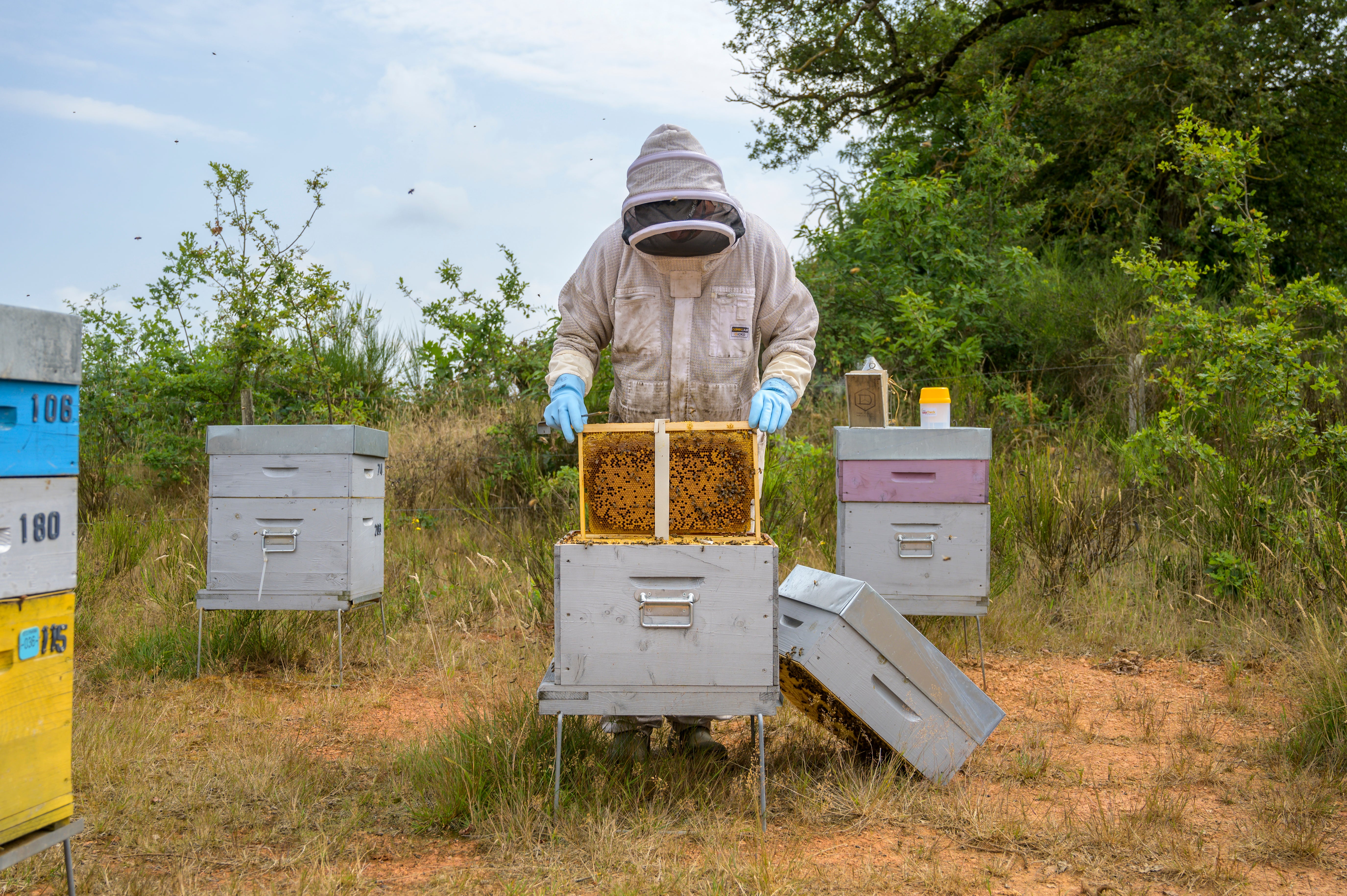 Apivar 2.0 | 60 Pack