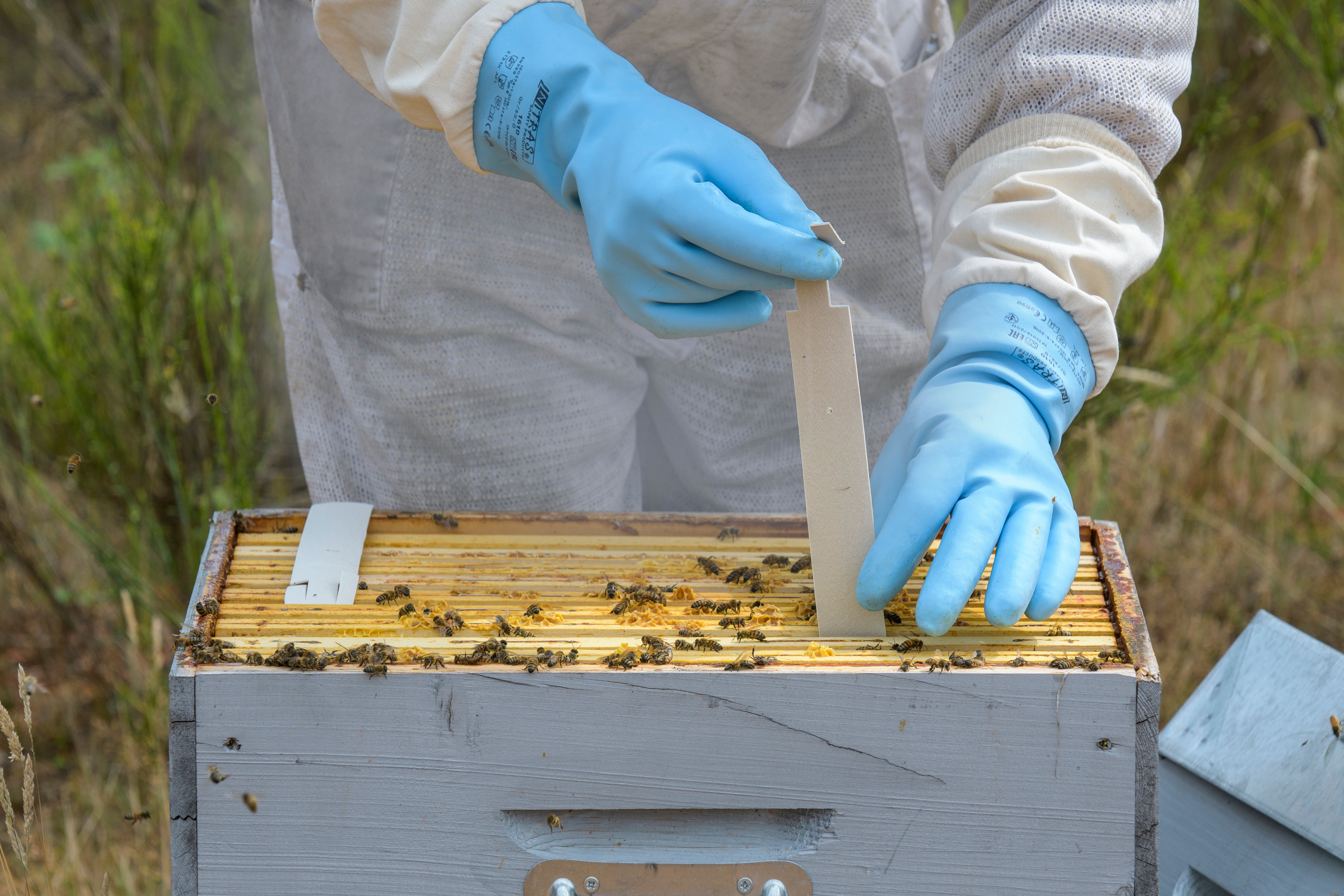 Apivar 2.0 | 60 Pack